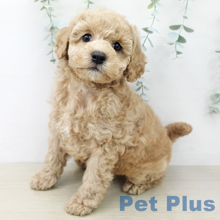 トイ・プードル