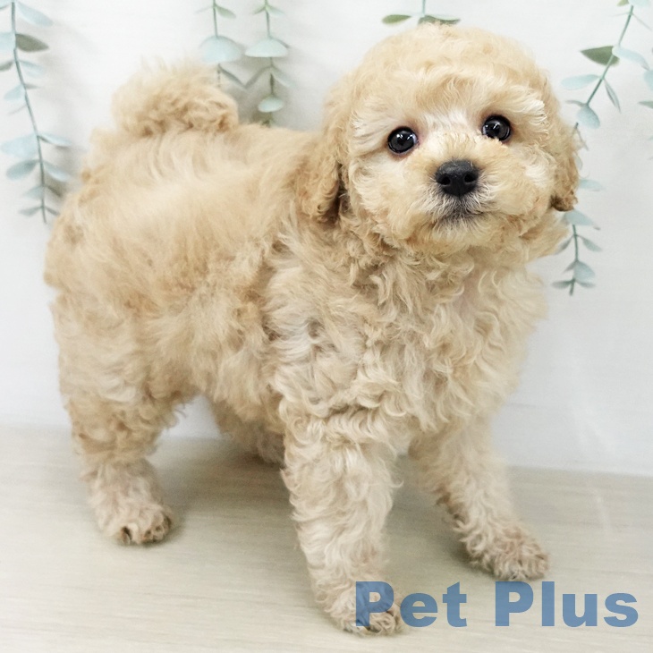 トイ・プードル