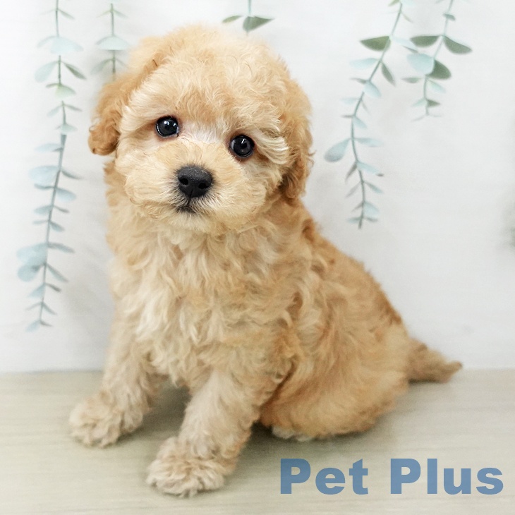 トイ・プードル