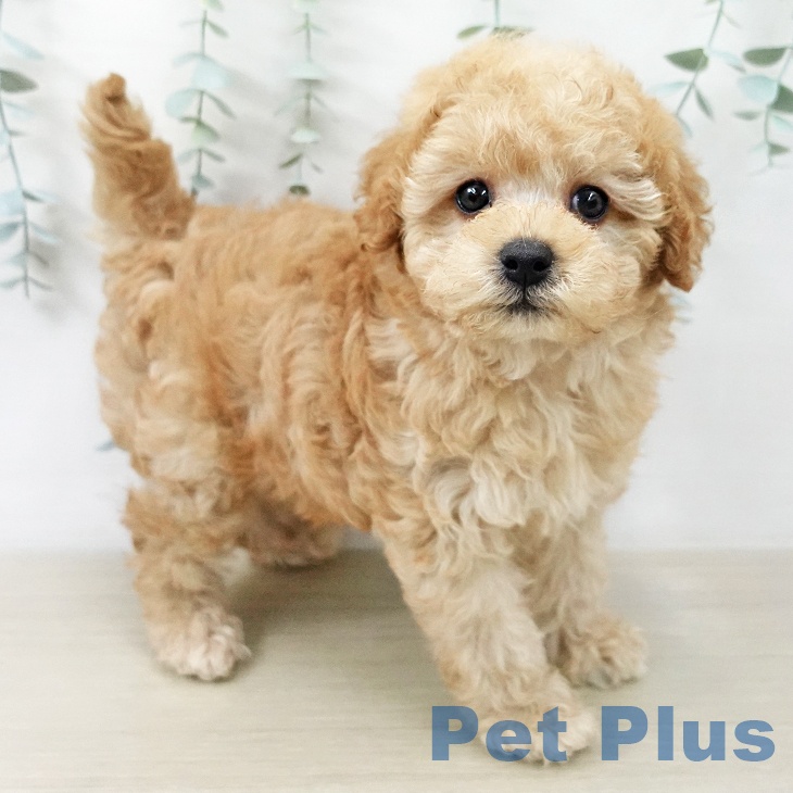 トイ・プードルの写真2