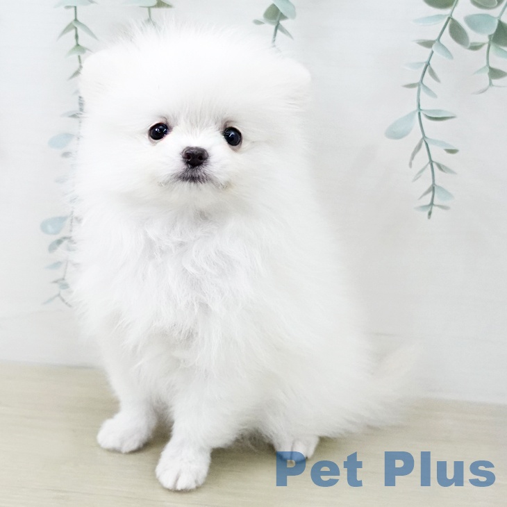 ポメラニアンの写真2