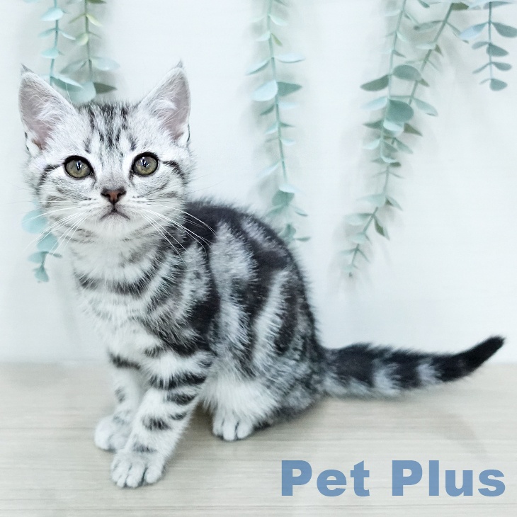 アメリカンショートヘア