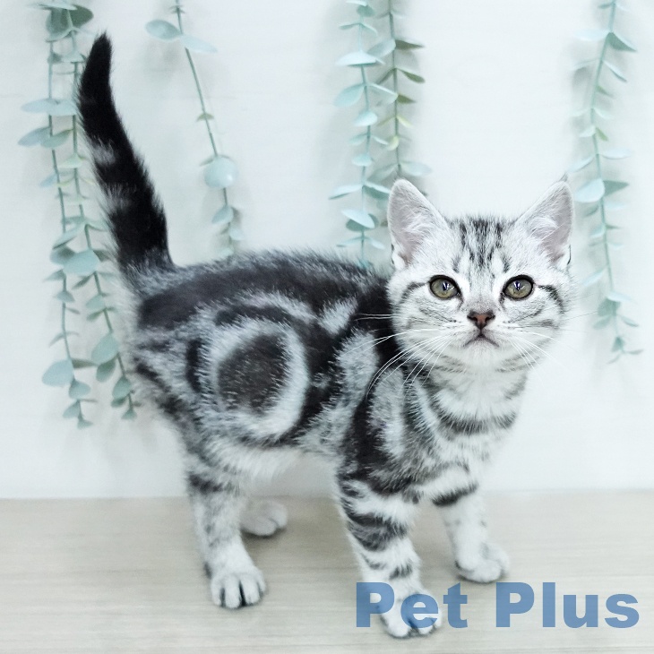 アメリカンショートヘア