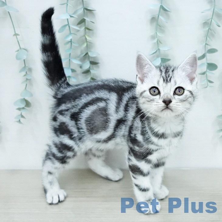 アメリカンショートヘア