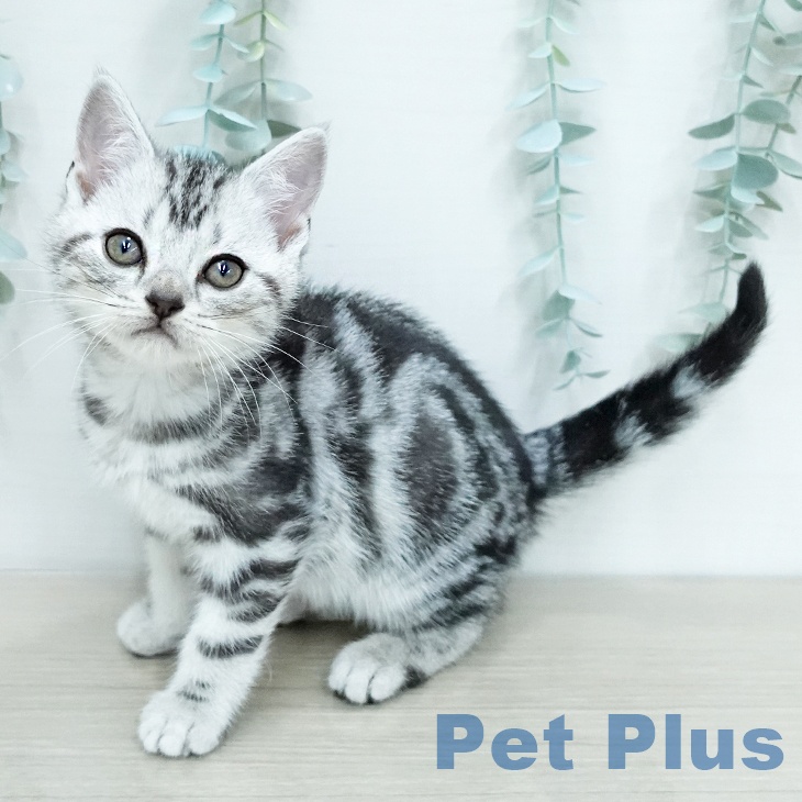 アメリカンショートヘアの写真2