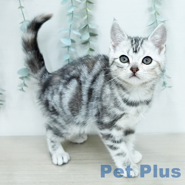 アメリカンショートヘア