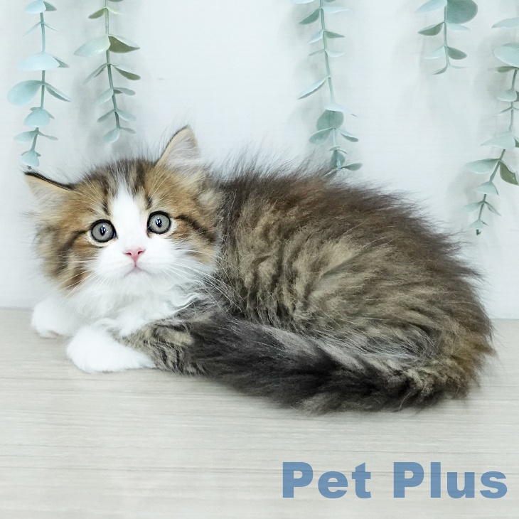 サイベリアンの写真2