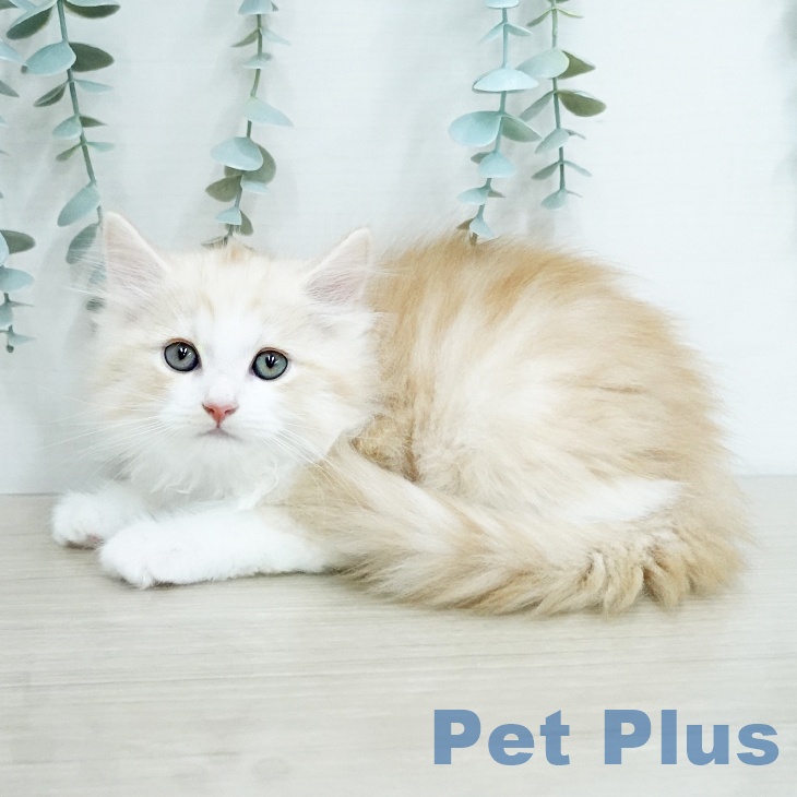 サイベリアンの写真2