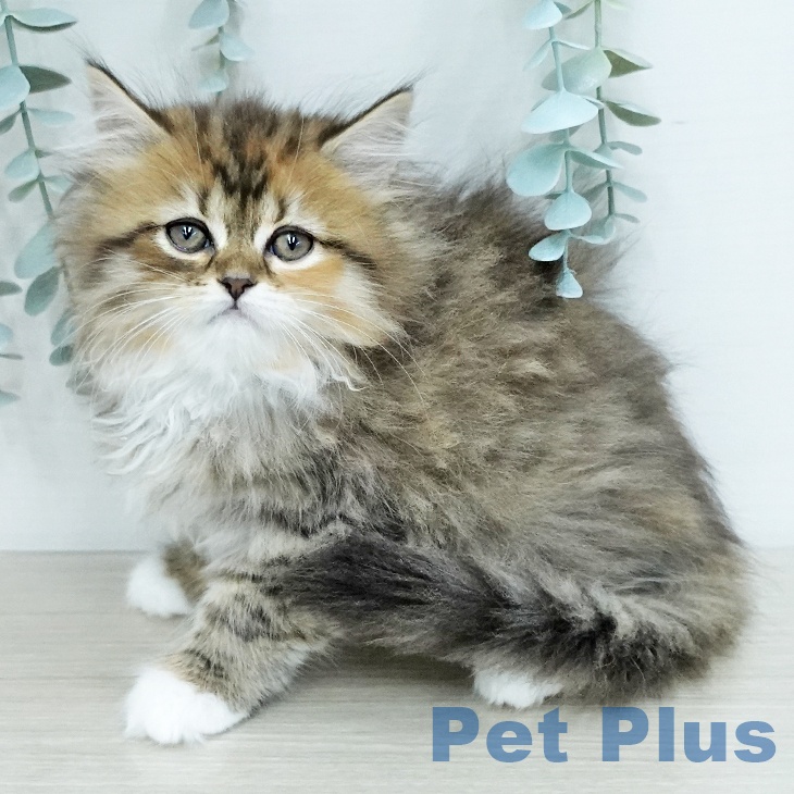 サイベリアンの写真2