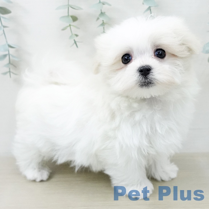 マルチーズの写真2