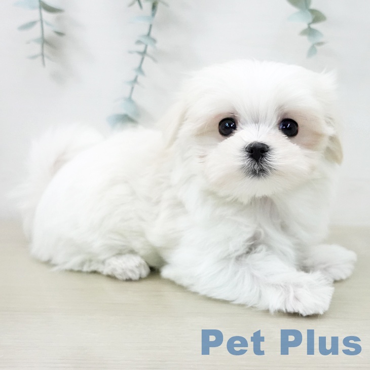 マルチーズの写真2