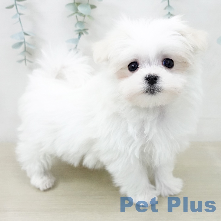 マルチーズの写真2