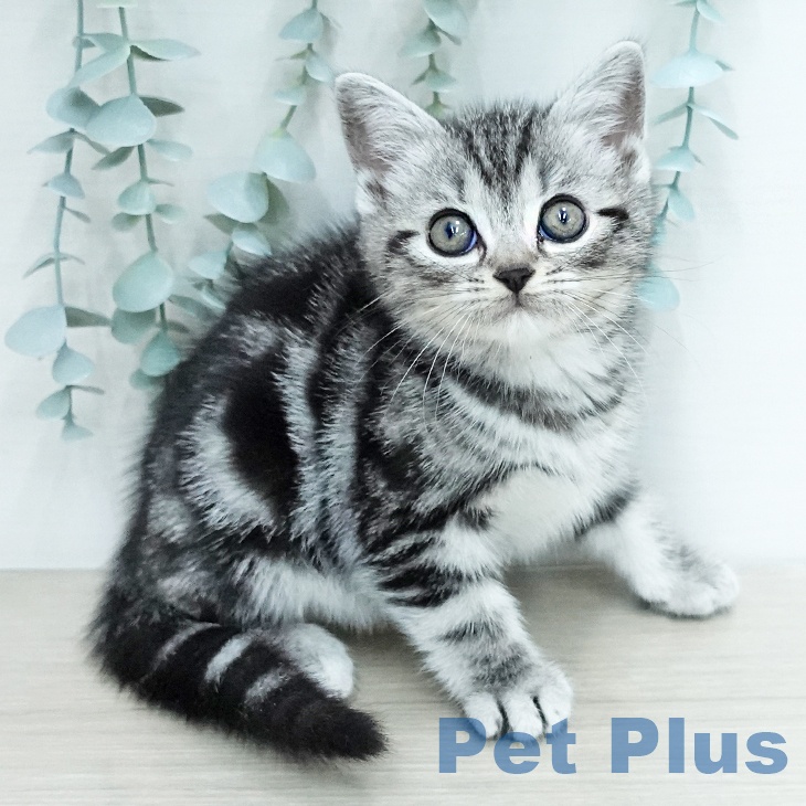 アメリカンショートヘア