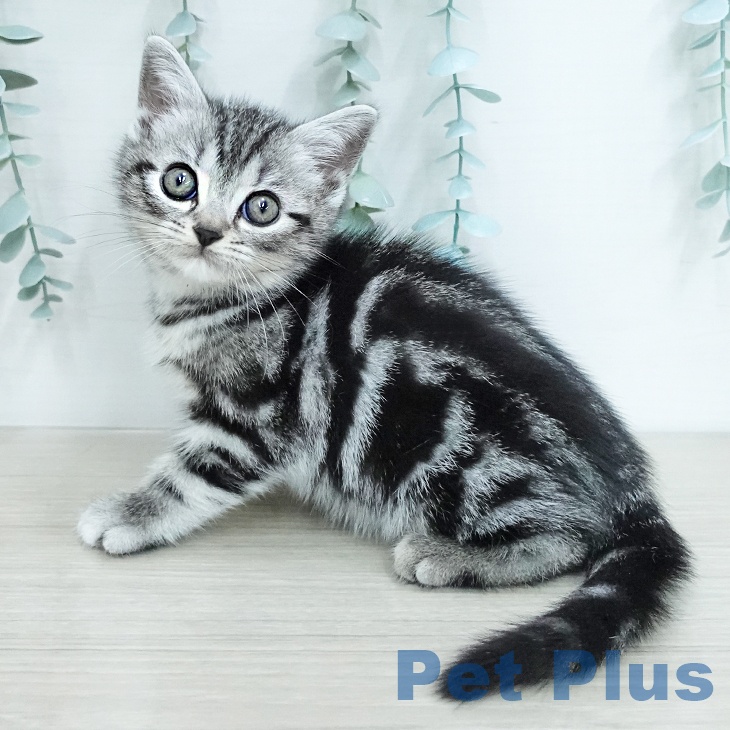 アメリカンショートヘアの写真2