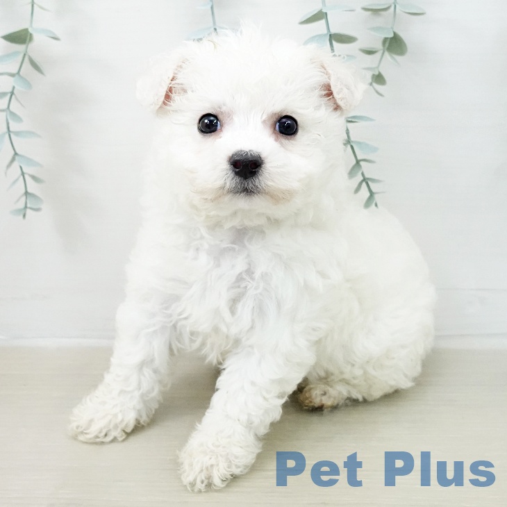 ビション・フリーゼ