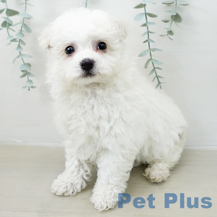 ビション・フリーゼ