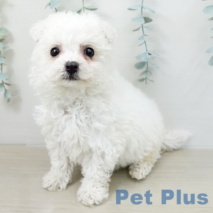 ビション・フリーゼ