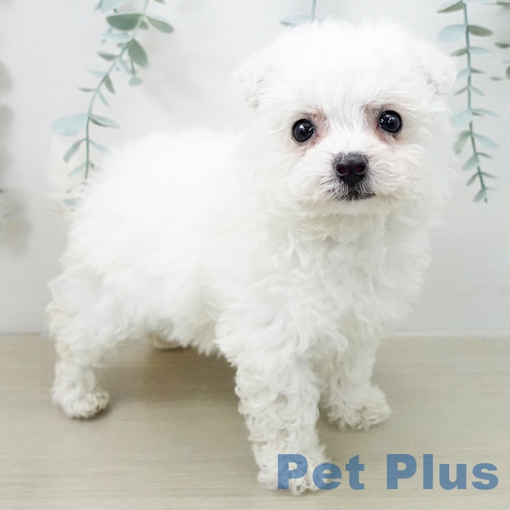 ビション・フリーゼの写真2