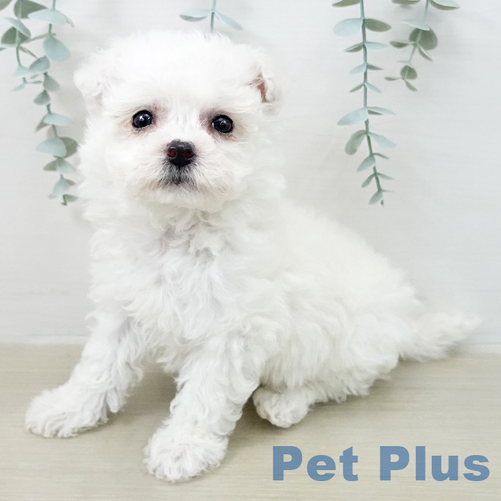 ビション・フリーゼ