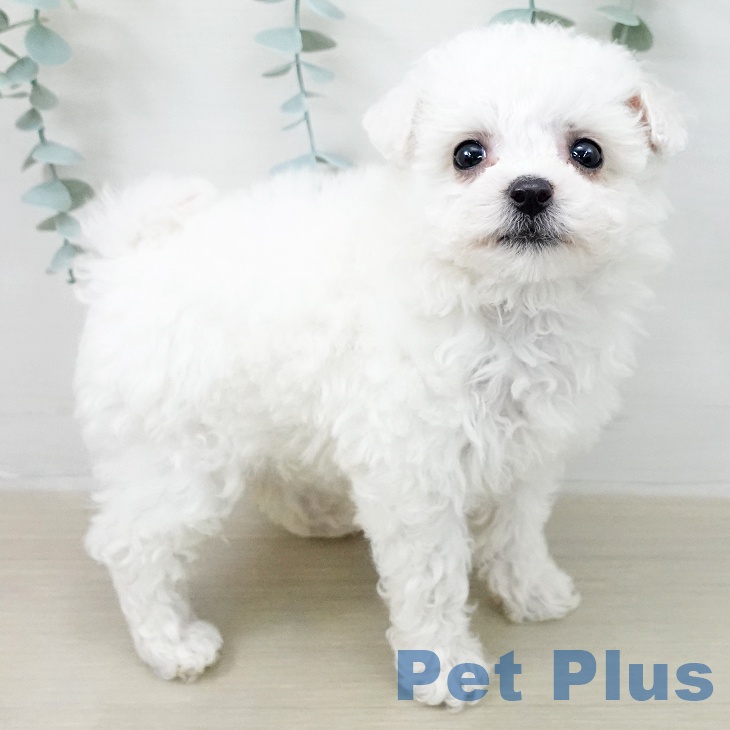 ビション・フリーゼの写真2