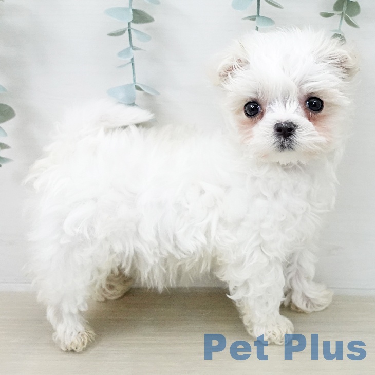 マルチーズの写真2