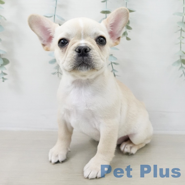 フレンチ・ブルドッグ