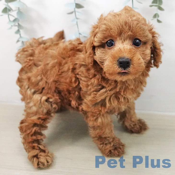 トイ・プードル