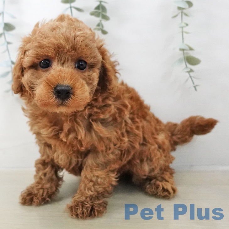 トイ・プードルの写真2