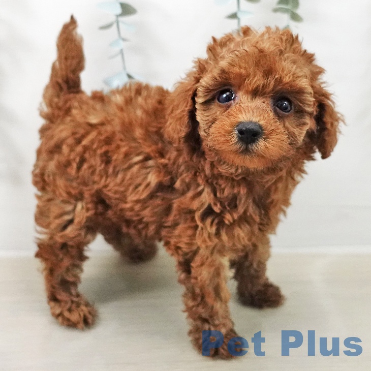 トイ・プードル