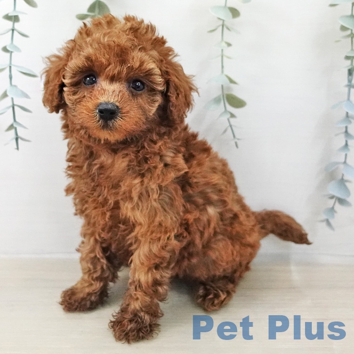 トイ・プードルの写真2