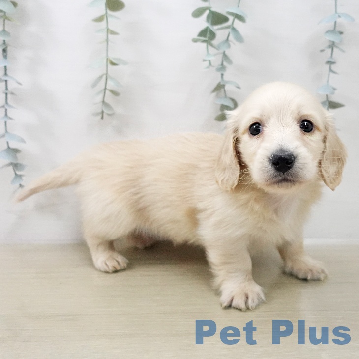 ミニチュア・ダックスフンドの写真2