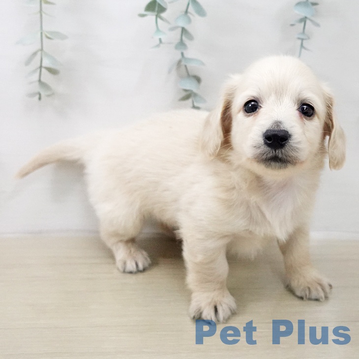 ミニチュア・ダックスフンドの写真2