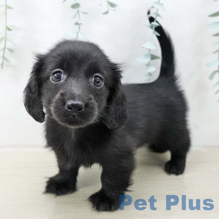 ミニチュア・ダックスフンド