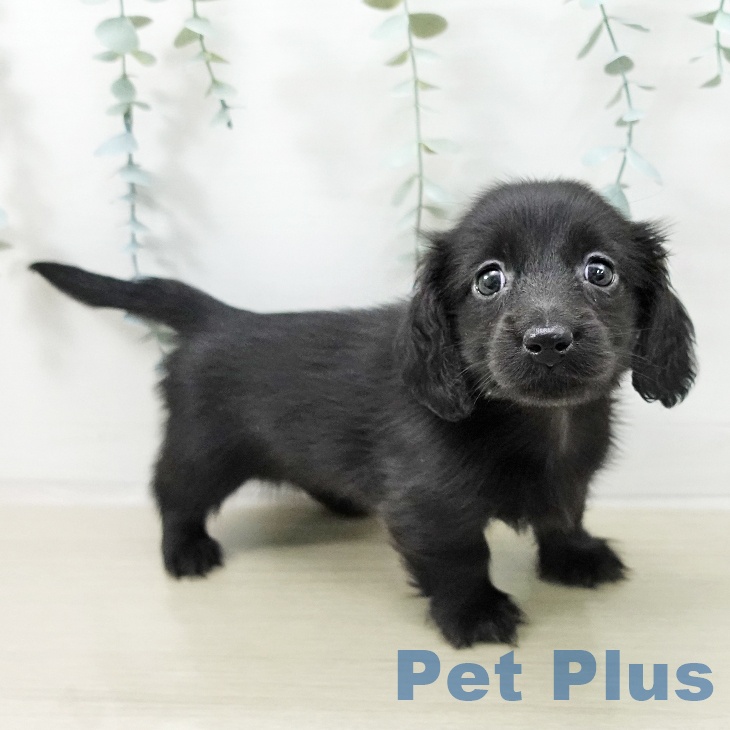 ミニチュア・ダックスフンドの写真2