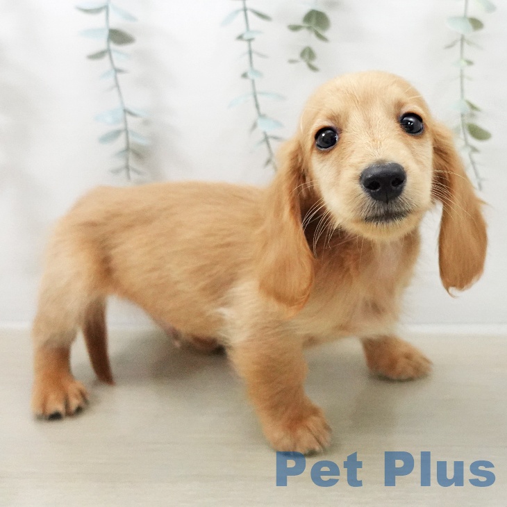 ミニチュア・ダックスフンド