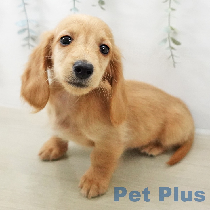 ミニチュア・ダックスフンド