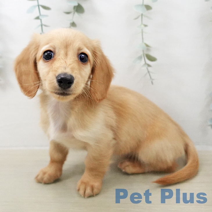 ミニチュア・ダックスフンド