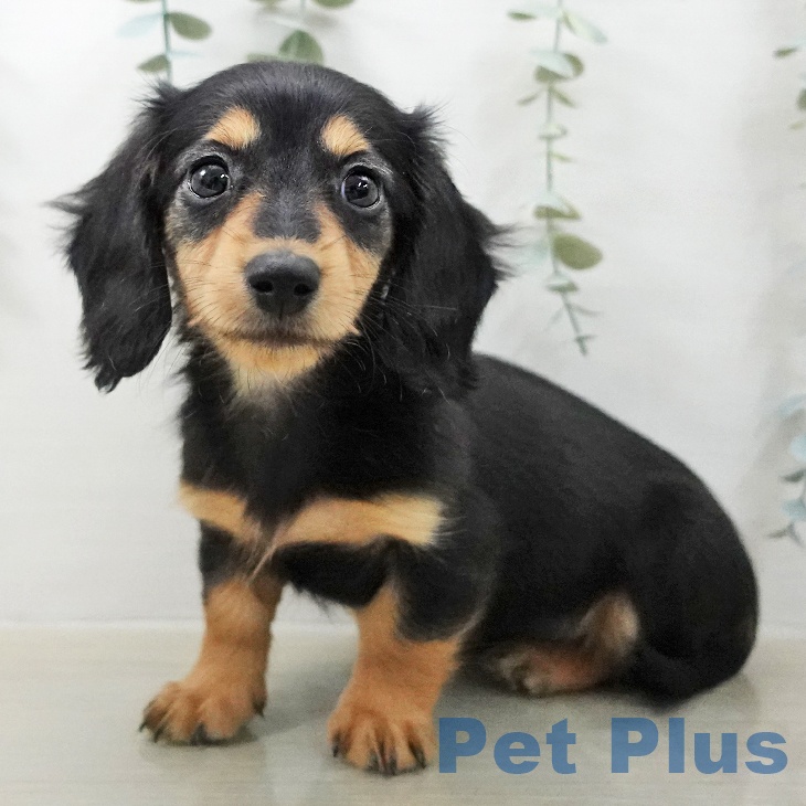 ミニチュア・ダックスフンド