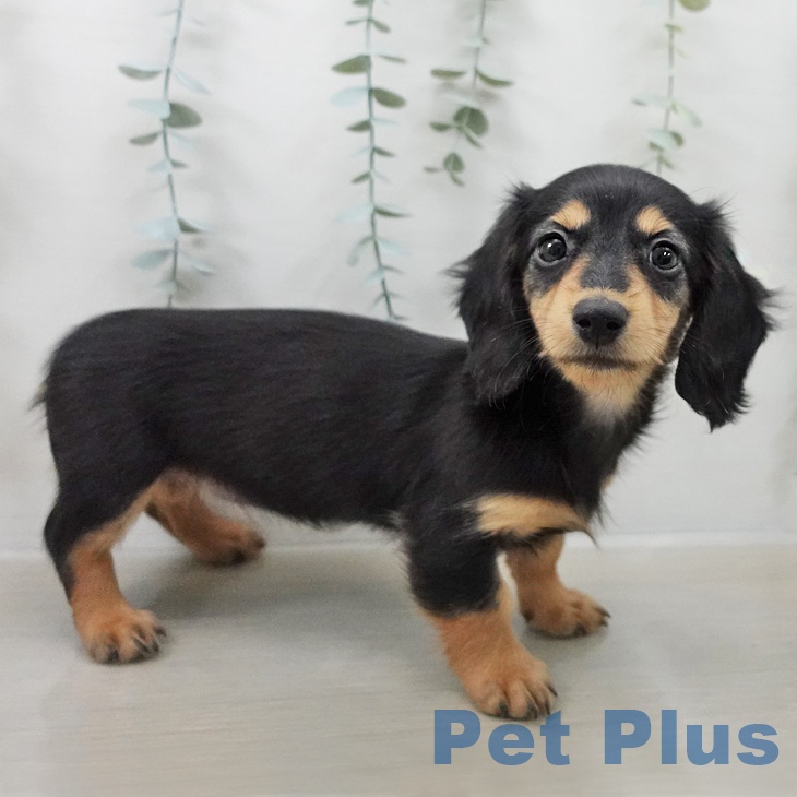 ミニチュア・ダックスフンドの写真2