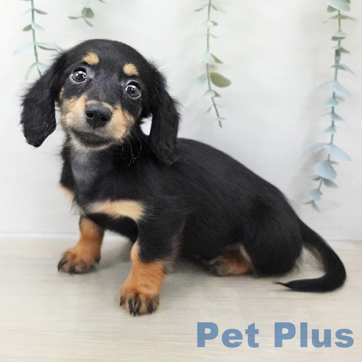 ミニチュア・ダックスフンド