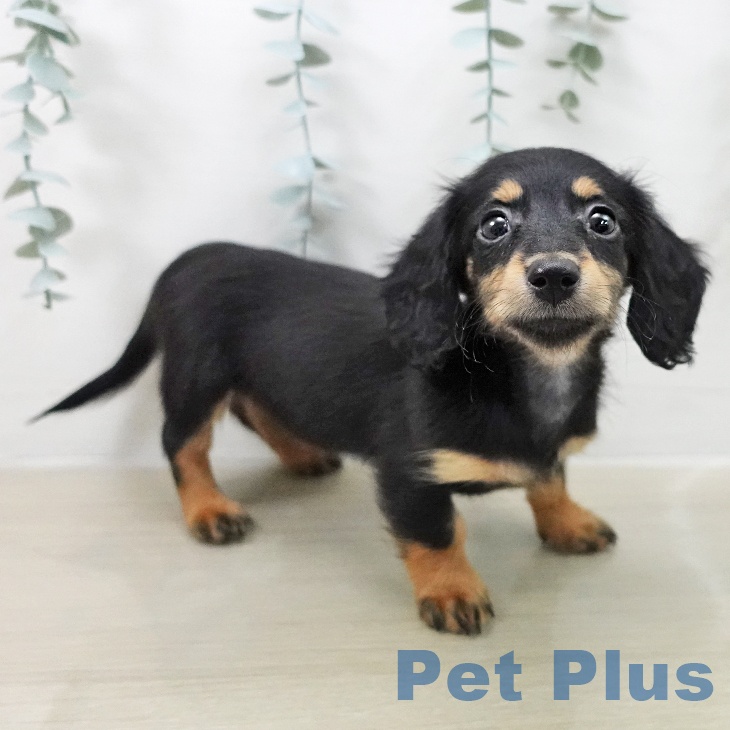 ミニチュア・ダックスフンドの写真2