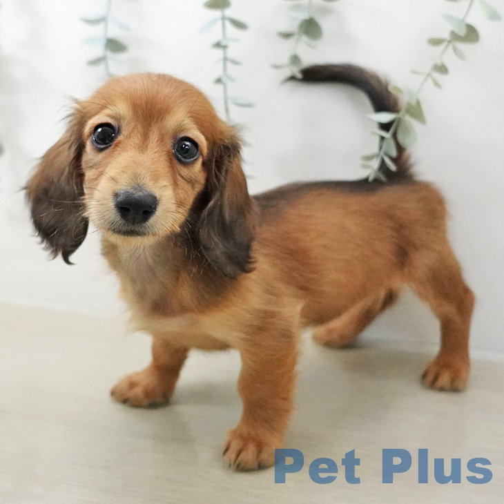 ミニチュア・ダックスフンド