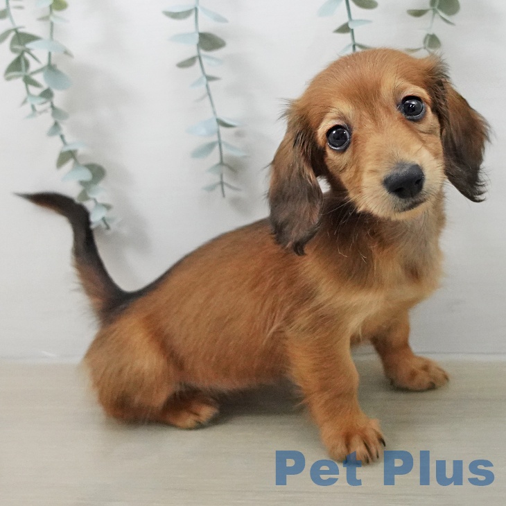 ミニチュア・ダックスフンドの写真2