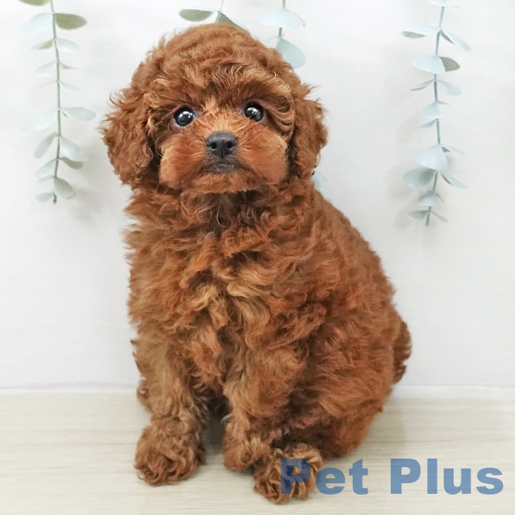 トイ・プードル