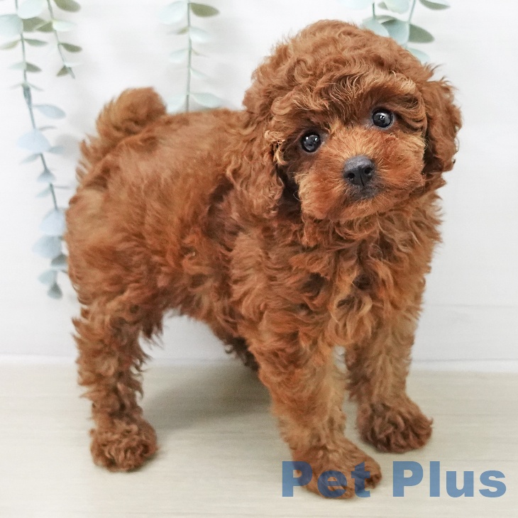 トイ・プードル