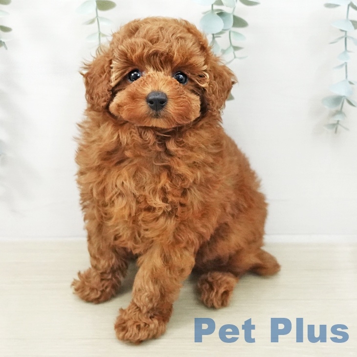 トイ・プードル