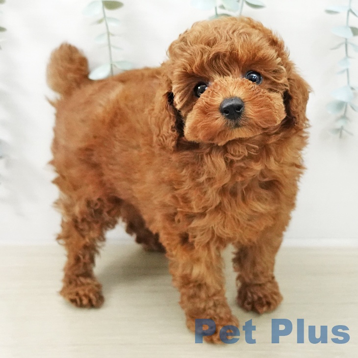 トイ・プードルの写真2