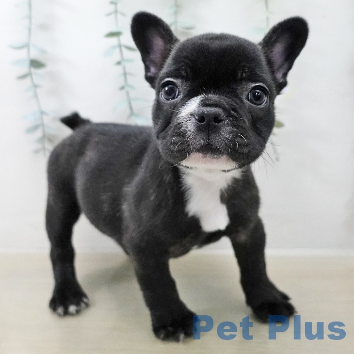 フレンチ・ブルドッグ