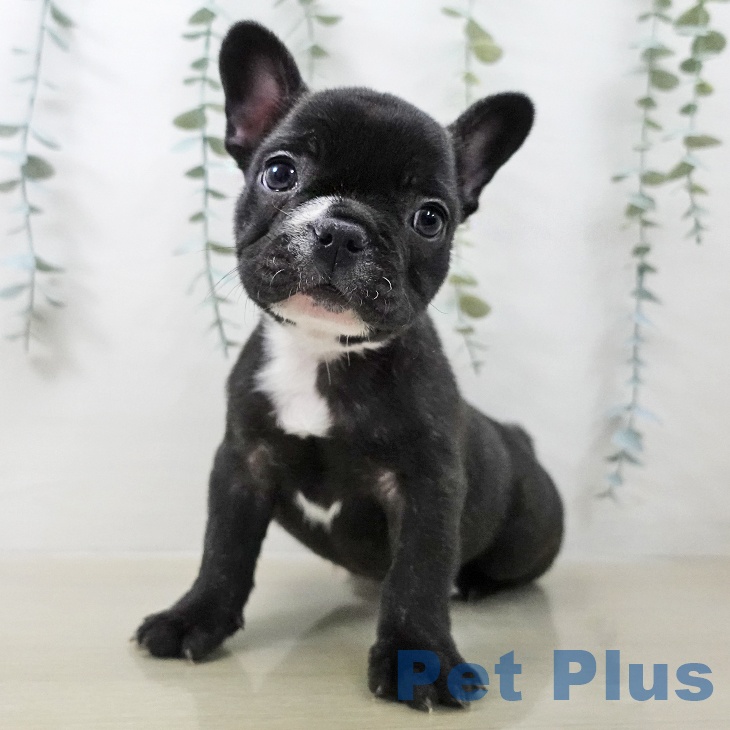 フレンチ・ブルドッグの写真2