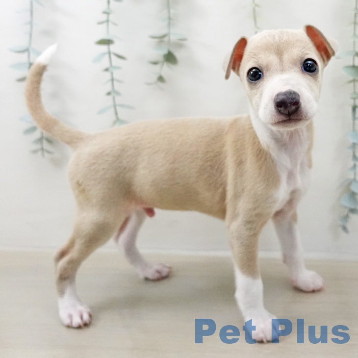 イタリアン・グレーハウンド